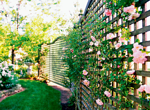 Taman dengan tanaman merambat di pagar rumah